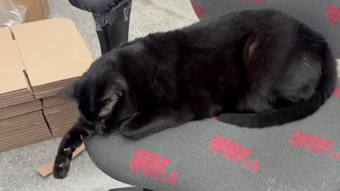 Cute Precious Piper Has a Reaction to the Messy Office - My Adopted Shelter Cat Vlog