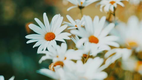 Dreamy daisy garden! 🌼✨ Breathtaking view