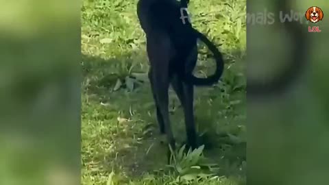 Funny Animals Compilation Part 1