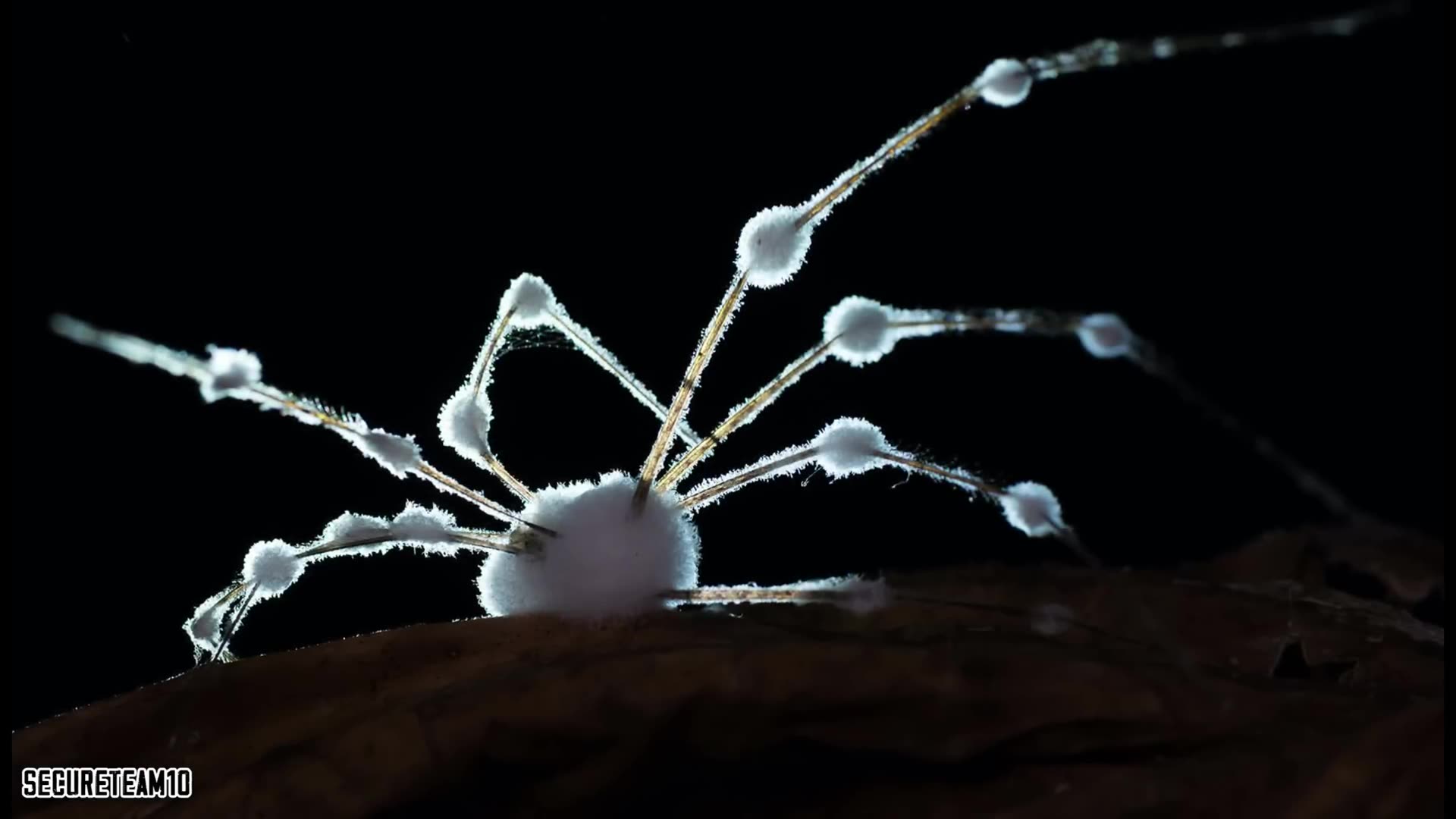 Something TERRIFYING Is Happening to Spiders.. Scientists Worried!