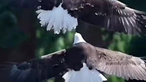 Steller’s Sea Eagle: The Giant from the Russian Far East