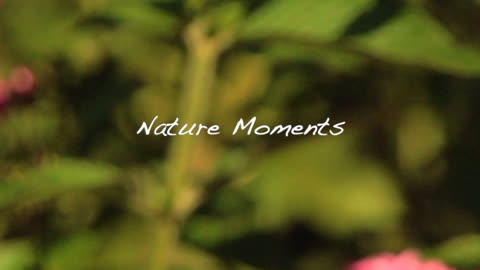 Nature Moments