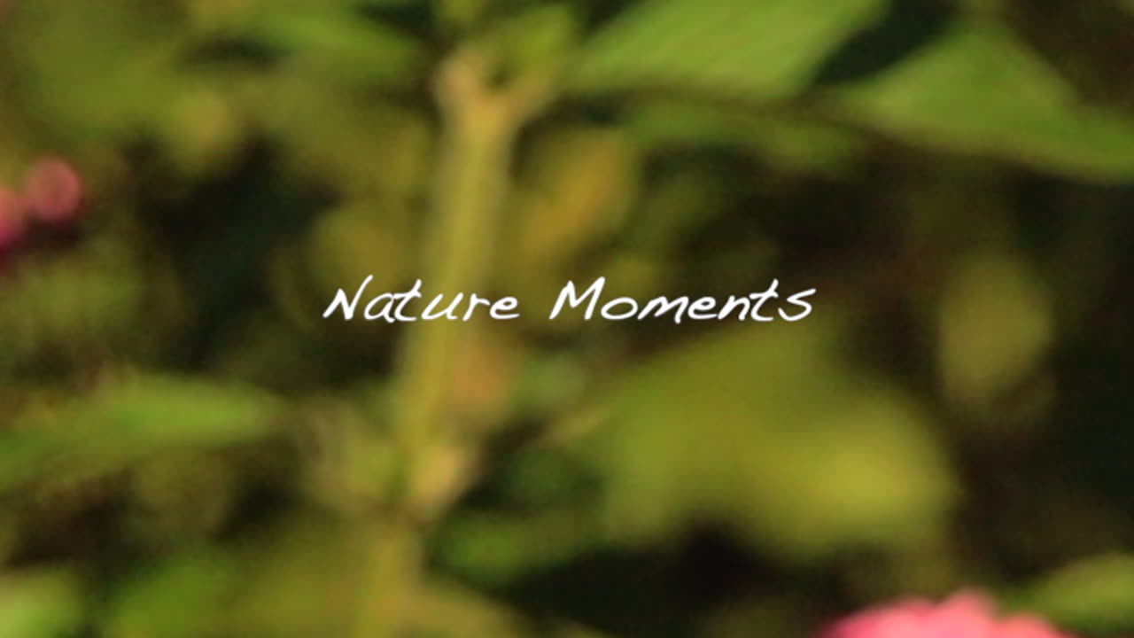 Nature Moments