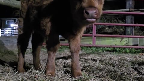 Cocoa at few days old.