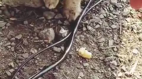 🐈💕 Ukraine Russia War | Soldier's Heartwarming Moment with Donetsk Cats | RCF