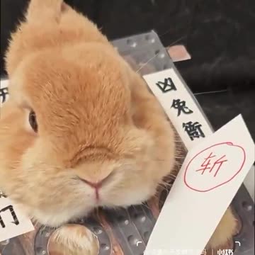 “Outlaw Rabbit: Hop Straight to Jail!”