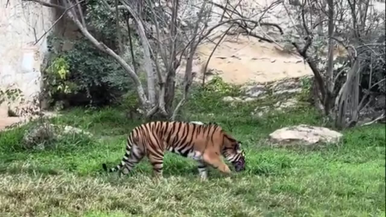 Beautiful Tiger in Zoo