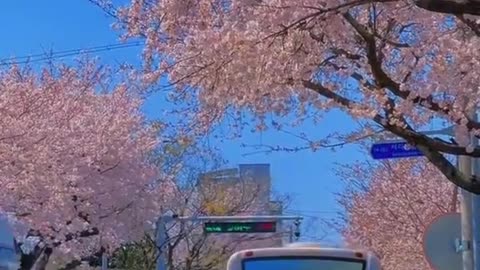 A Glimpse into Korea’s Natural Beauty"