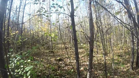 Wisconsin 2025 Grouse Camp First Hunt