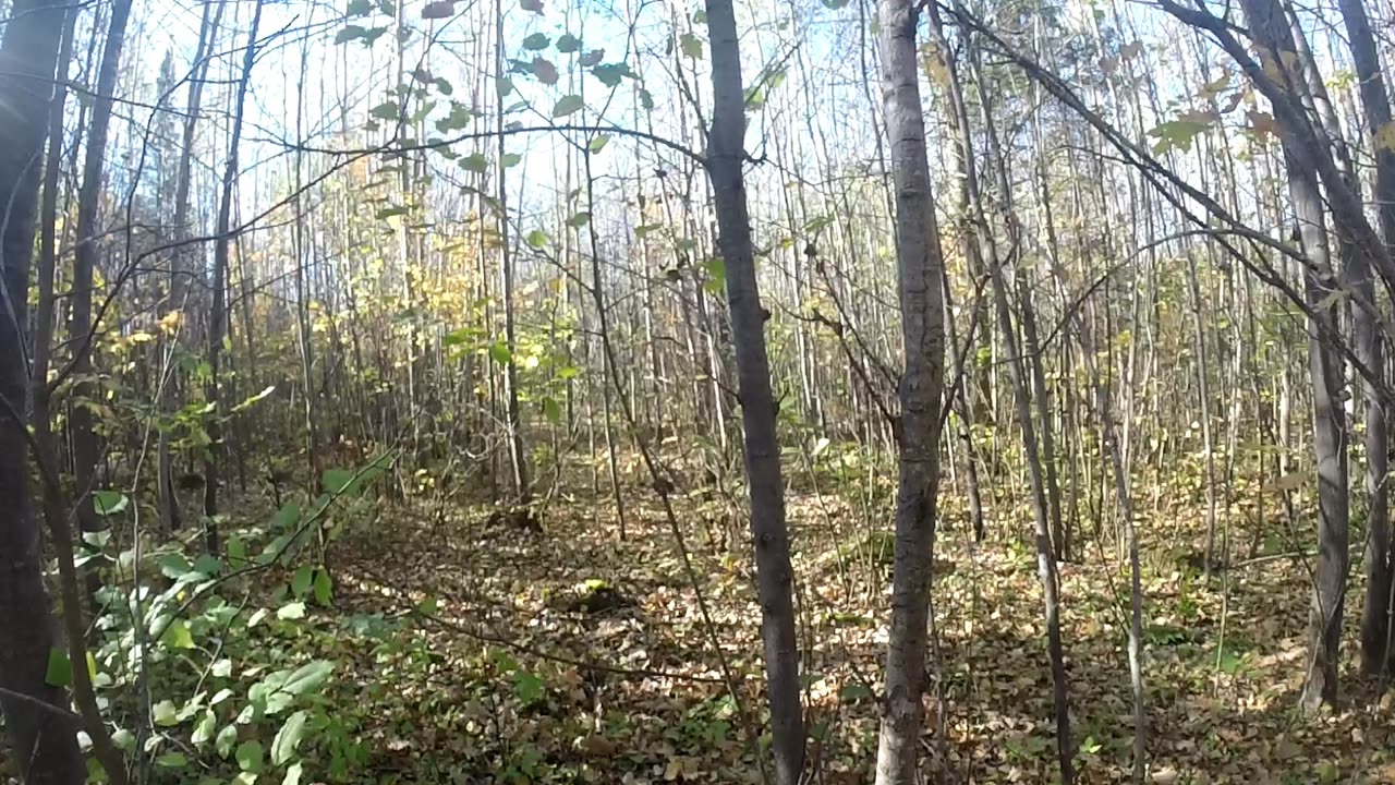 Wisconsin 2025 Grouse Camp First Hunt