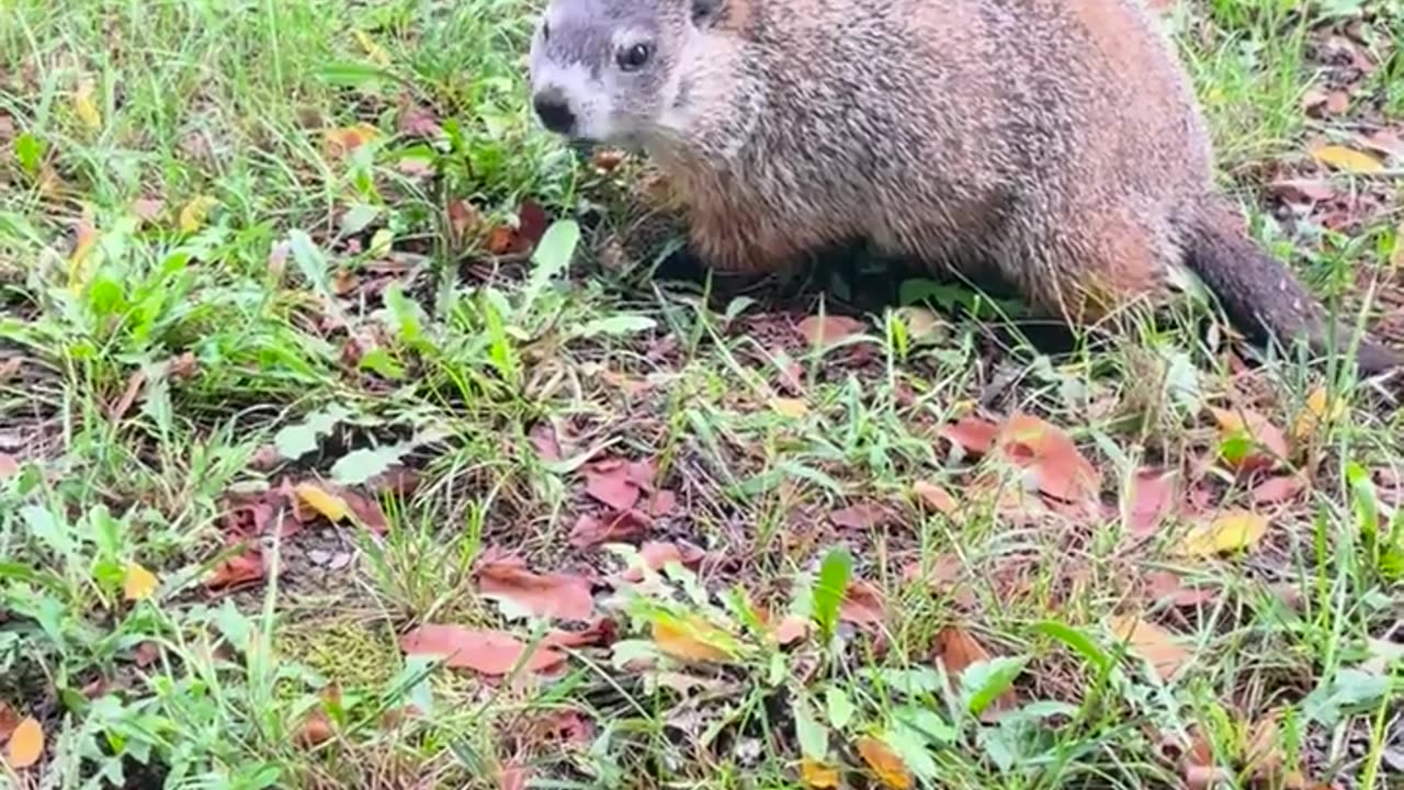 🤯🌿 How Close Have You Ever Been to a Wild Groundhog? Unbelievable Encounter | FeedMyCuriosity
