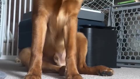 Golden Retriever Reluctantly Eats Broccoli