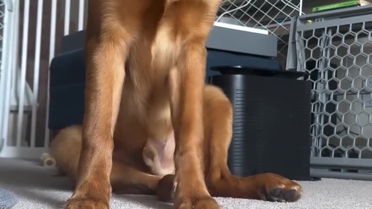 Golden Retriever Reluctantly Eats Broccoli