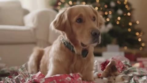 🐶🎁 My Dog Opened ALL the Christmas Gifts… and I Couldn’t Believe It 🎄😂