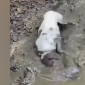 Funniest Animal Videos 😂 | Cute & Hilarious Pets Compilation!