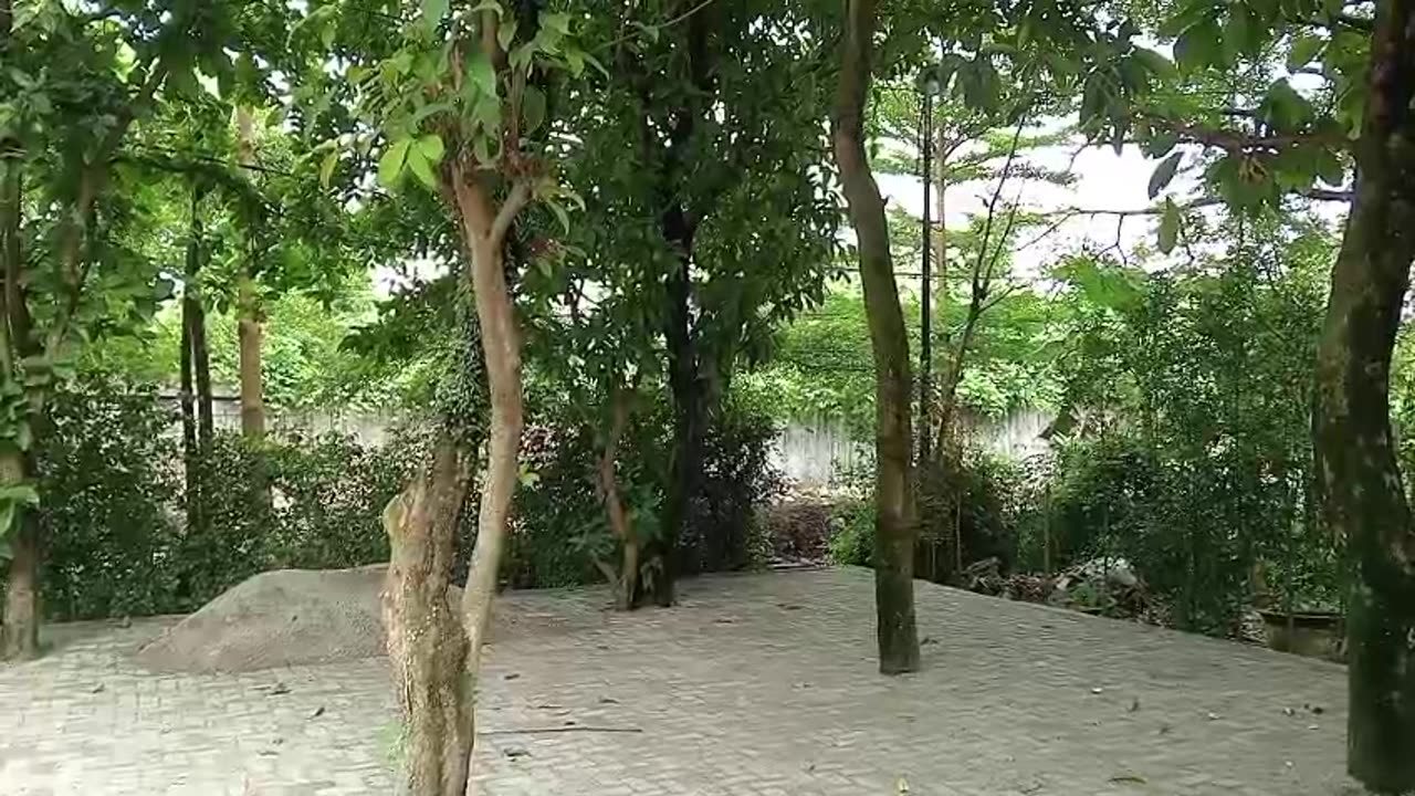 My Backyard Trees – A Peaceful Nature Escape at Home