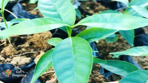 Aimee’s Iboga Journey: How One Iboga Experience Changed Her Life