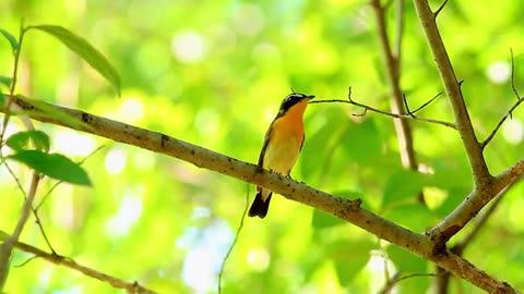 12K HDR 60FPS DOLBY VISION VIDEO OF THE MOST BEAUTIFUL BIRDS WITH BIRDS SOUND AND RELAXING MUSIC!!!!