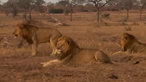 Beautiful memories #safari #animal #wildlifephotographer #naturelovers