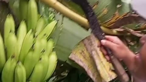 "Why Bananas Are One of the World’s Most Popular Fruits"