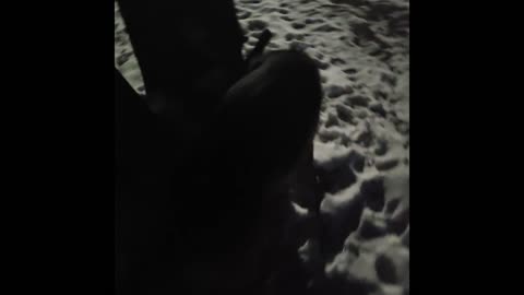 Virgil german shepherd.