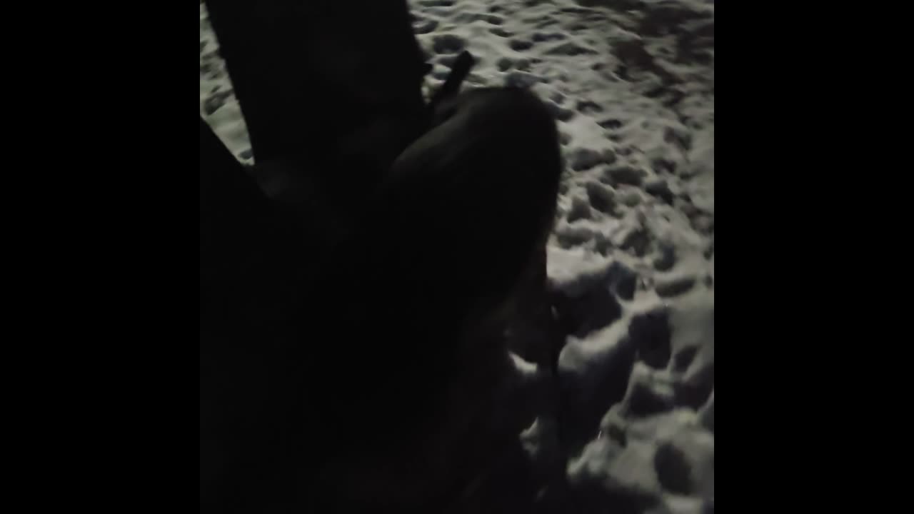 Virgil german shepherd.