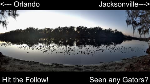 4K Live St. Johns River Cam: Florida Alligators & Wildlife 🐊🌿