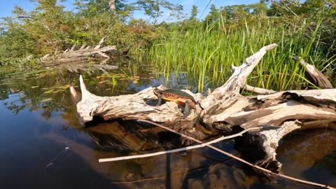 Painted Turtle