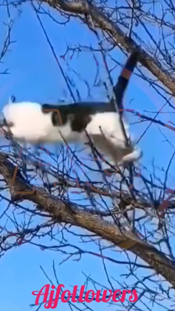 Funny animals video