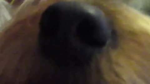 Owned by Yorkies #puppy #funnydogs