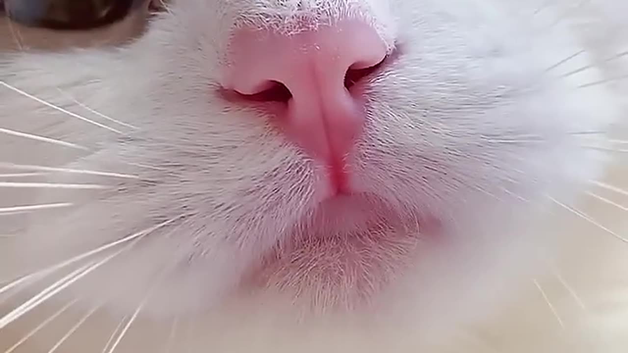 Cat funny sound