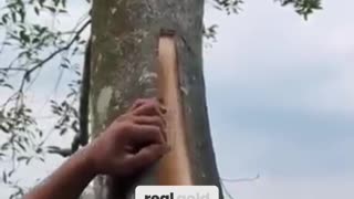 You've Been Eating THIS Tree Your Whole Life Without Knowing!