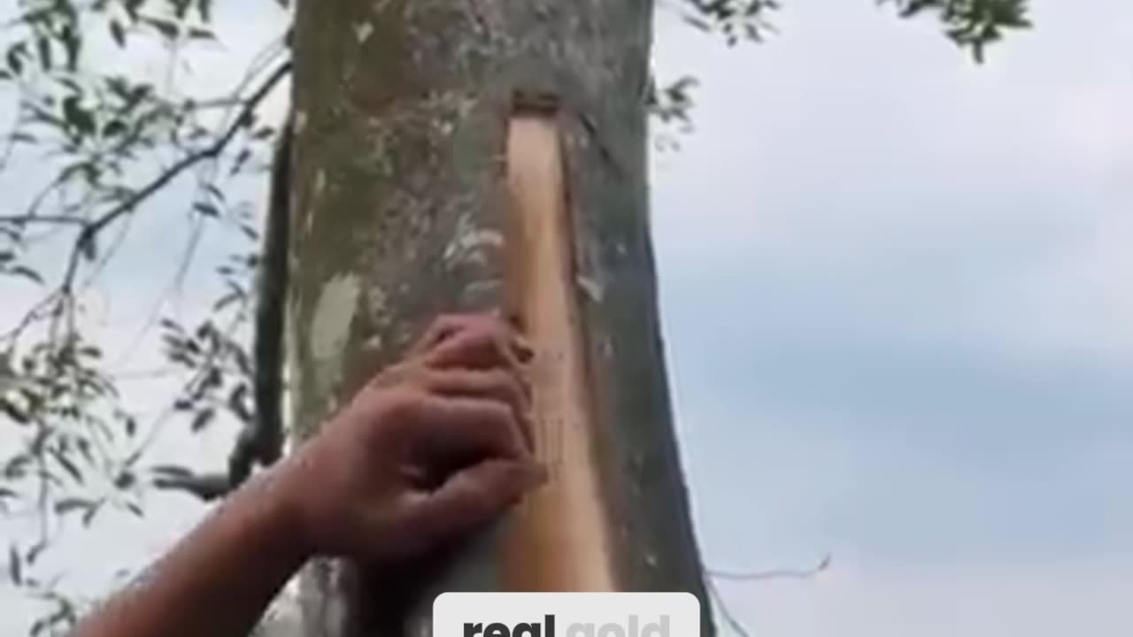 You've Been Eating THIS Tree Your Whole Life Without Knowing!