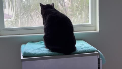 Cute Precious Piper Transforms into a Loaf - My Adopted Shelter Cat Vlog 