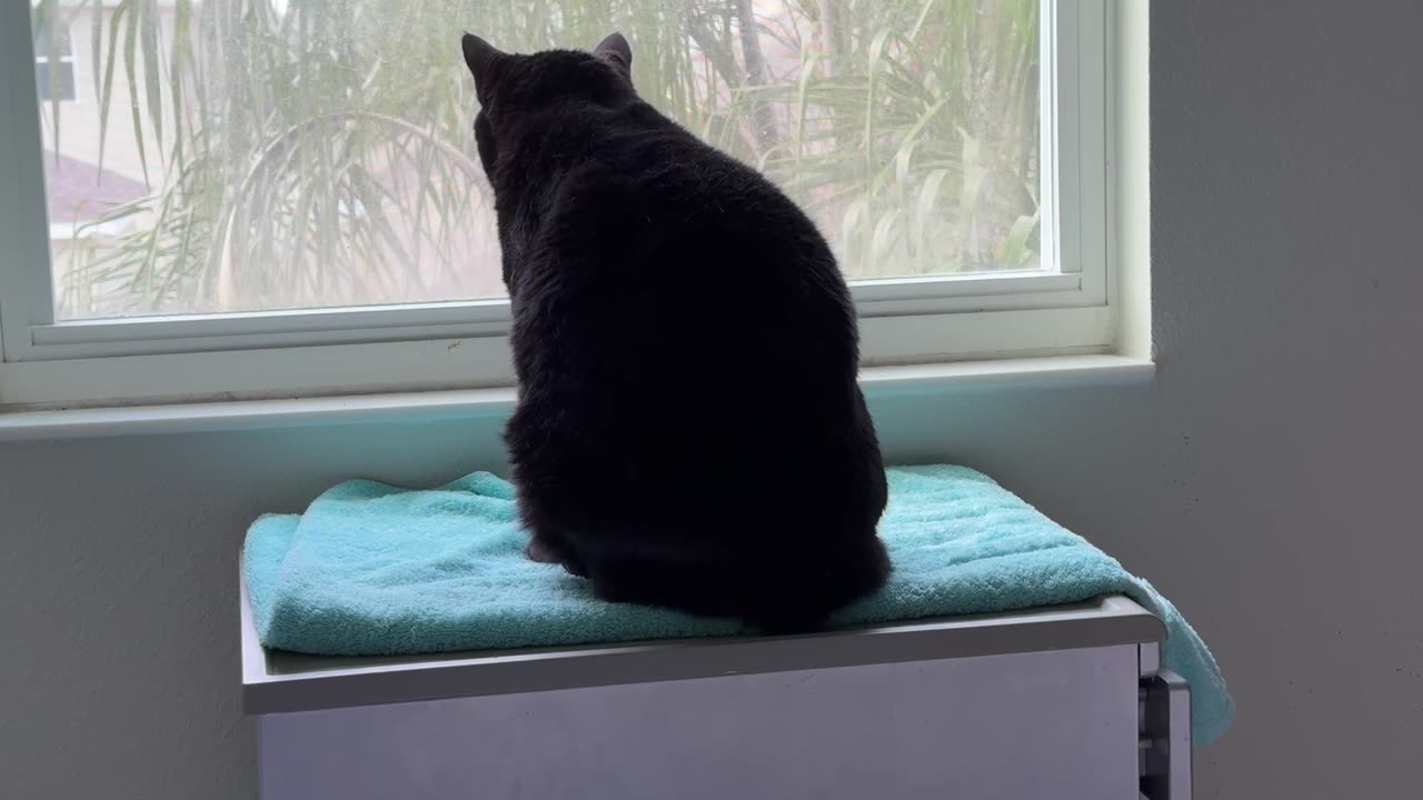 Cute Precious Piper Transforms into a Loaf - My Adopted Shelter Cat Vlog