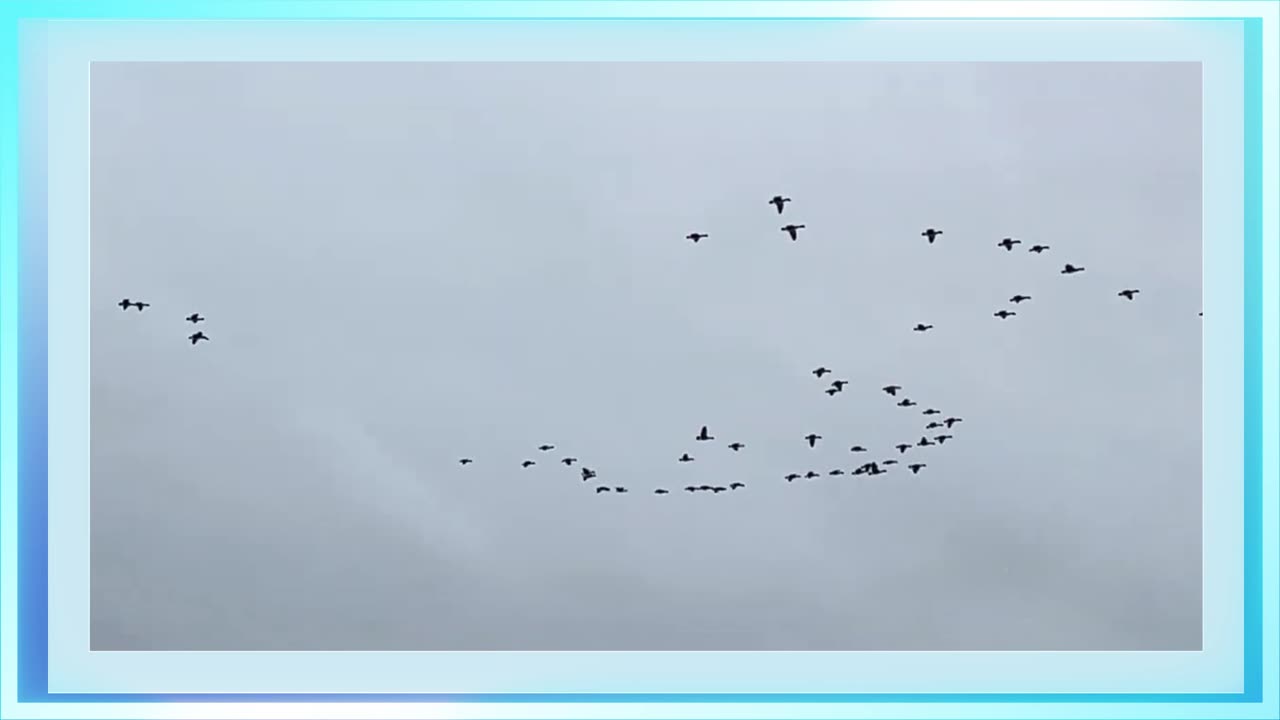 Birds