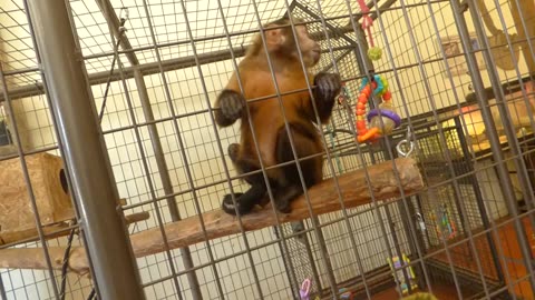 Minnie hugs herself and squeals in excitement over seeing her new toy!