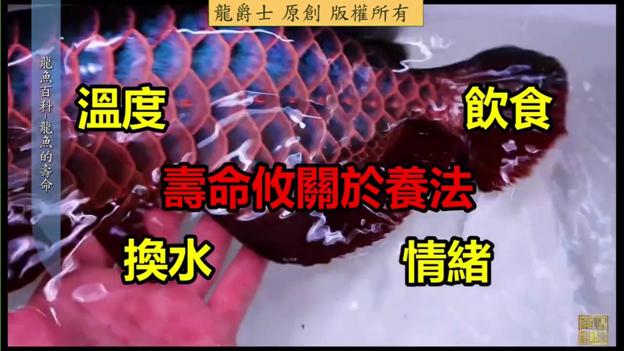 【龍爵士】龍魚百科 龍魚的壽命