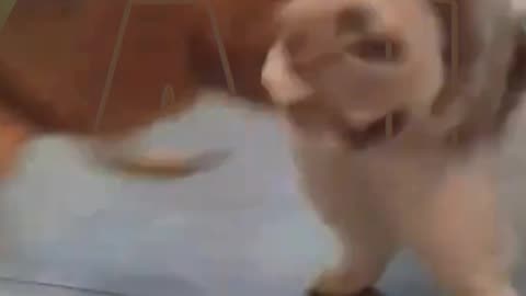 Funny animals video