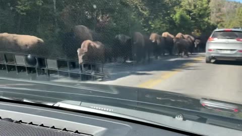 Bison Herd Passes Cars In Yellowstone