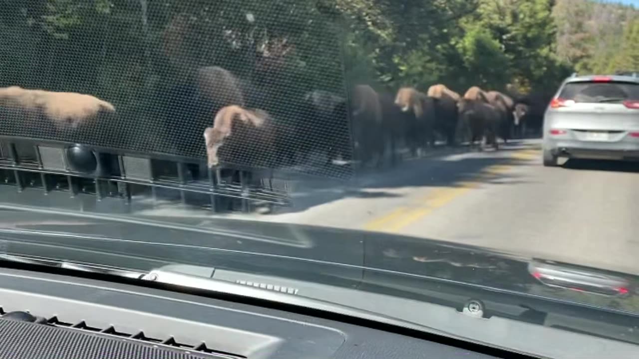 Bison Herd Passes Cars In Yellowstone