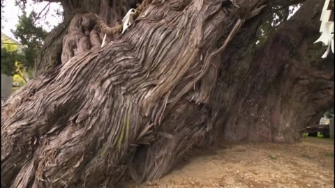 にっぽん巨樹の旅ミニ 「神様の木に会う 宝生院のシンパク(香川・小豆島)」（10分）