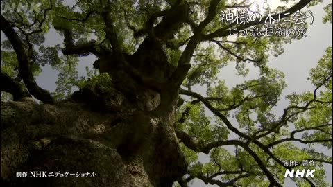 にっぽん巨樹の旅ミニ 「神様の木に会う 蒲生の大クス(鹿児島・姶良市)」（10分）