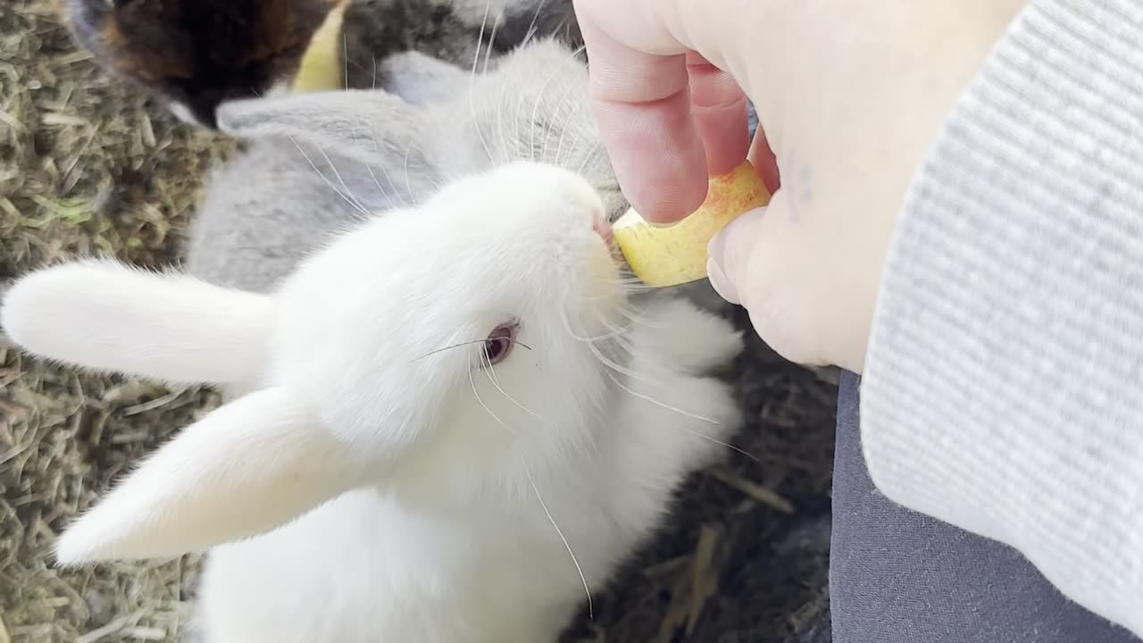 Watch this curious bunny exploring a new toy