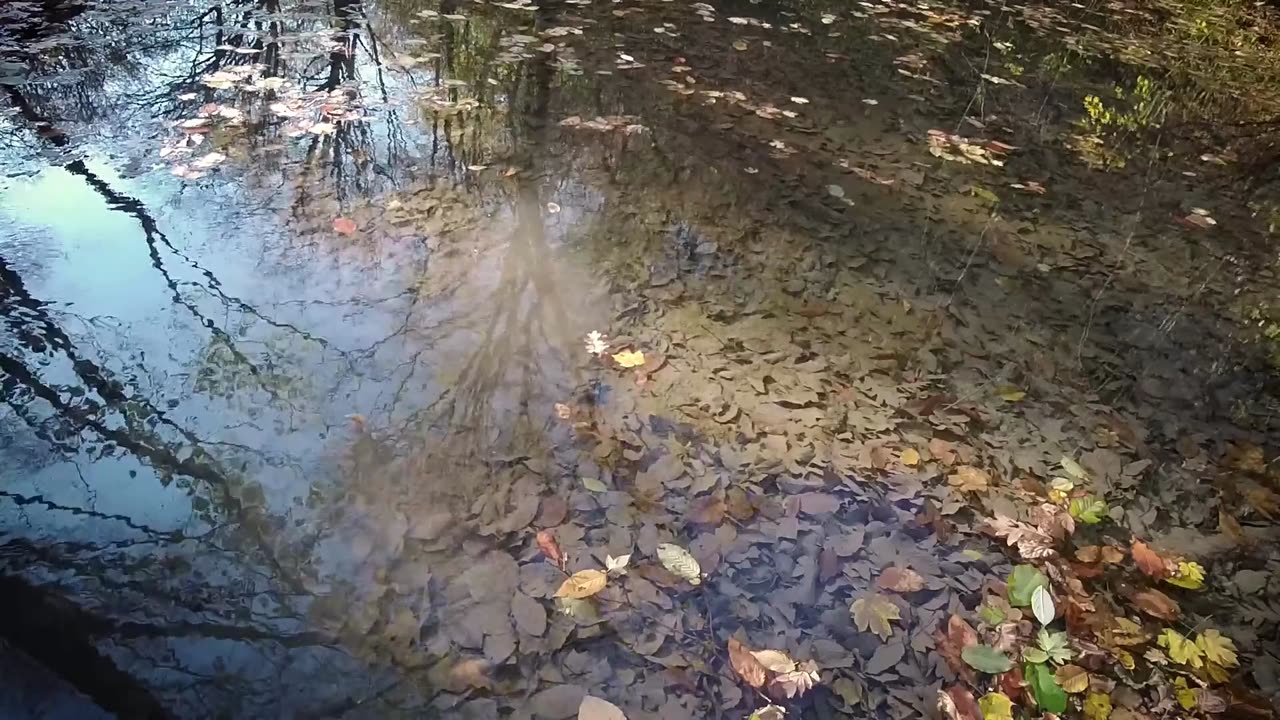 Autumn Forest Well 🍁🌿 | Tree Reflections & Relaxing Music Ambience