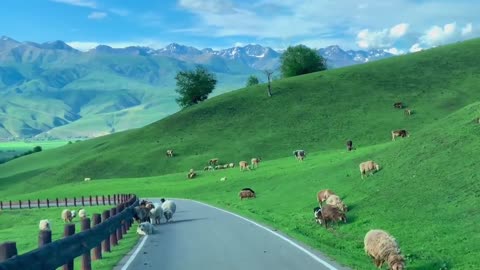 Beautiful road amidst green hilly areas, beautiful environment video 2025 skc.com 24