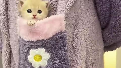 🐱 Funny cat videos _ cute cats _ Try not to laugh _ Cat videos Compilation 🐈