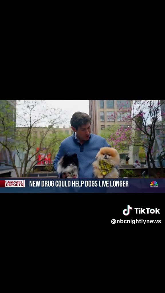Breaking News⛔️New longevity drug could help dogs live longer