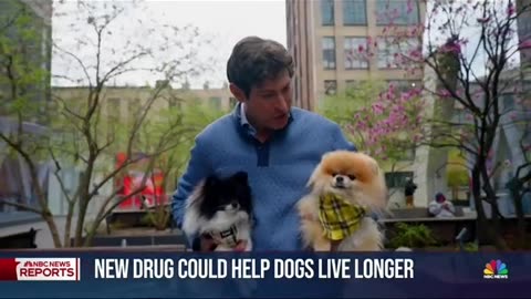 Breaking News⛔️New longevity drug could help dogs live longer
