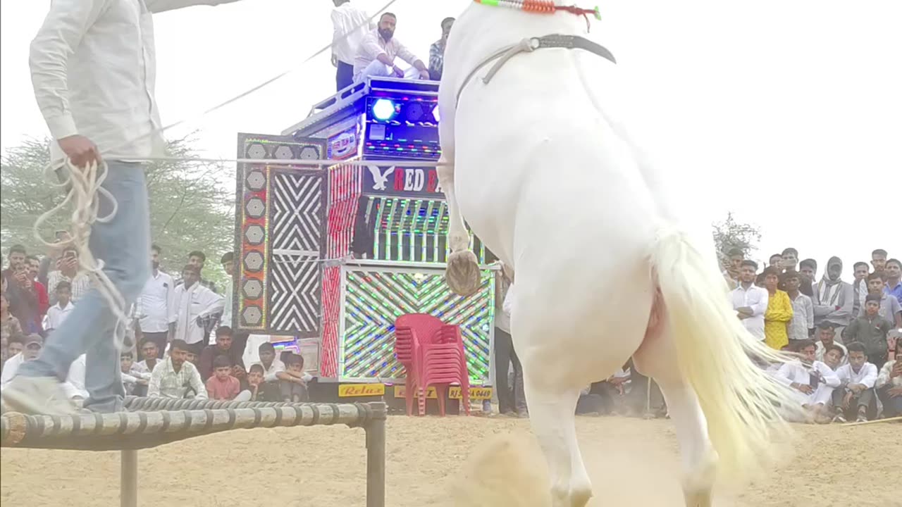 New Horse Dance 2025 | Horse Dance Special | Horse Dance Video